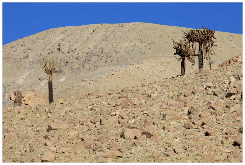 Cactus candelabro, Browningia candelaris, Candleholder Cactus, Kandelaberkaktus